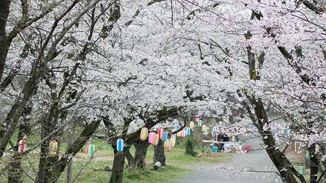 弘法山公園の春2015