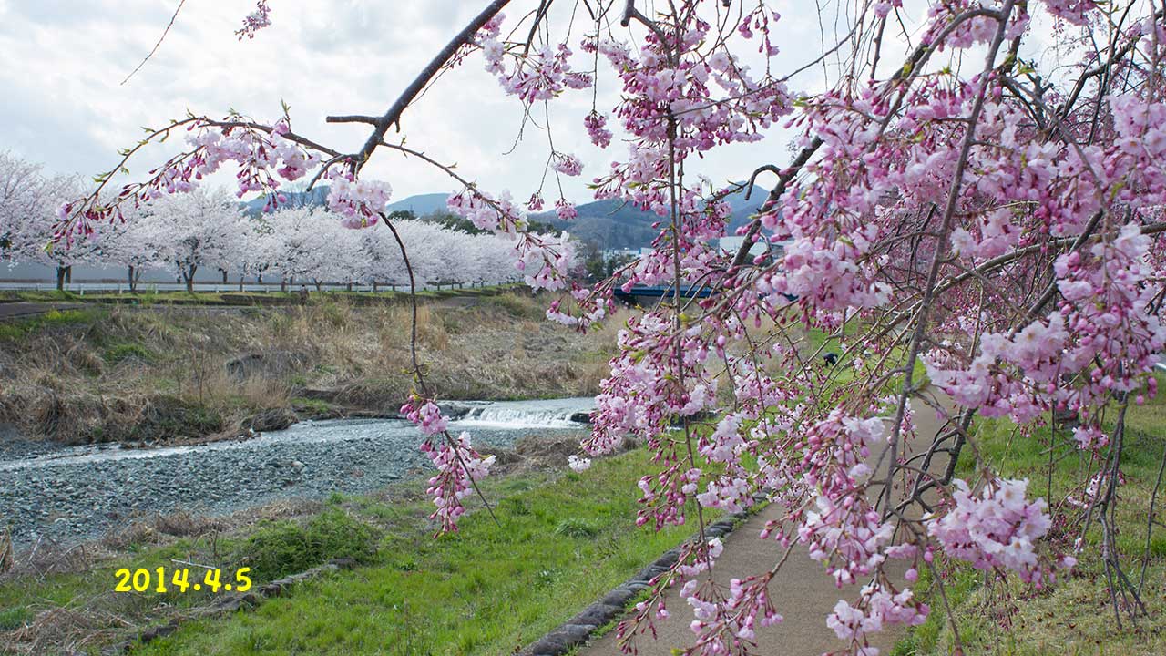 秦野の桜