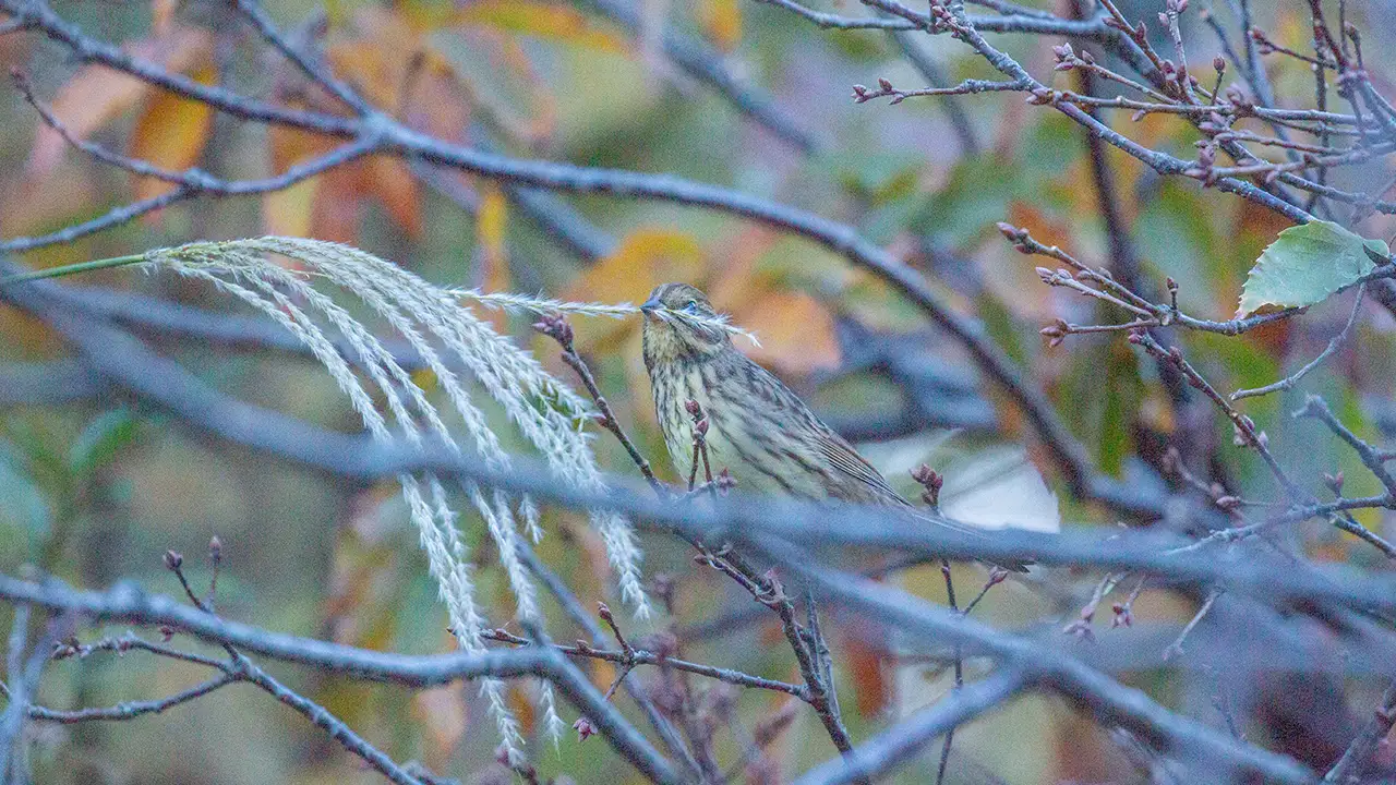 権現山の野鳥