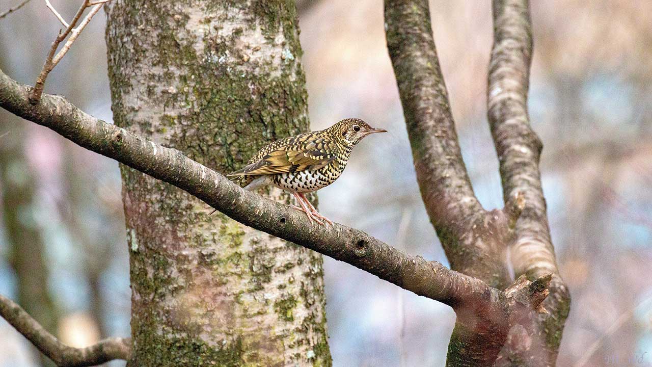 弘法山公園・権現山の野鳥