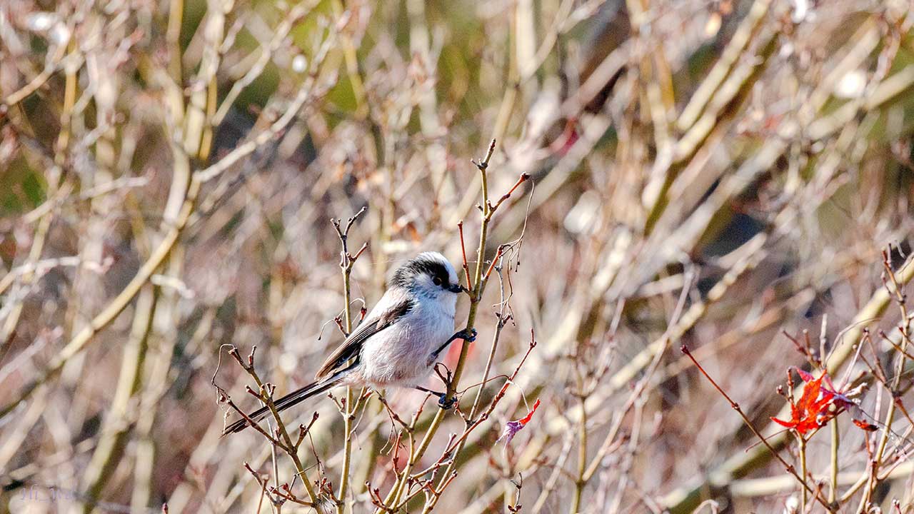 弘法山公園・権現山の野鳥