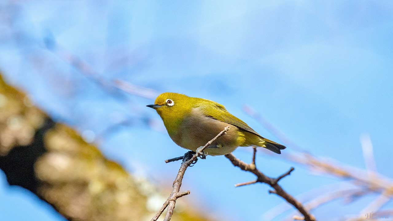 弘法山公園・権現山の野鳥