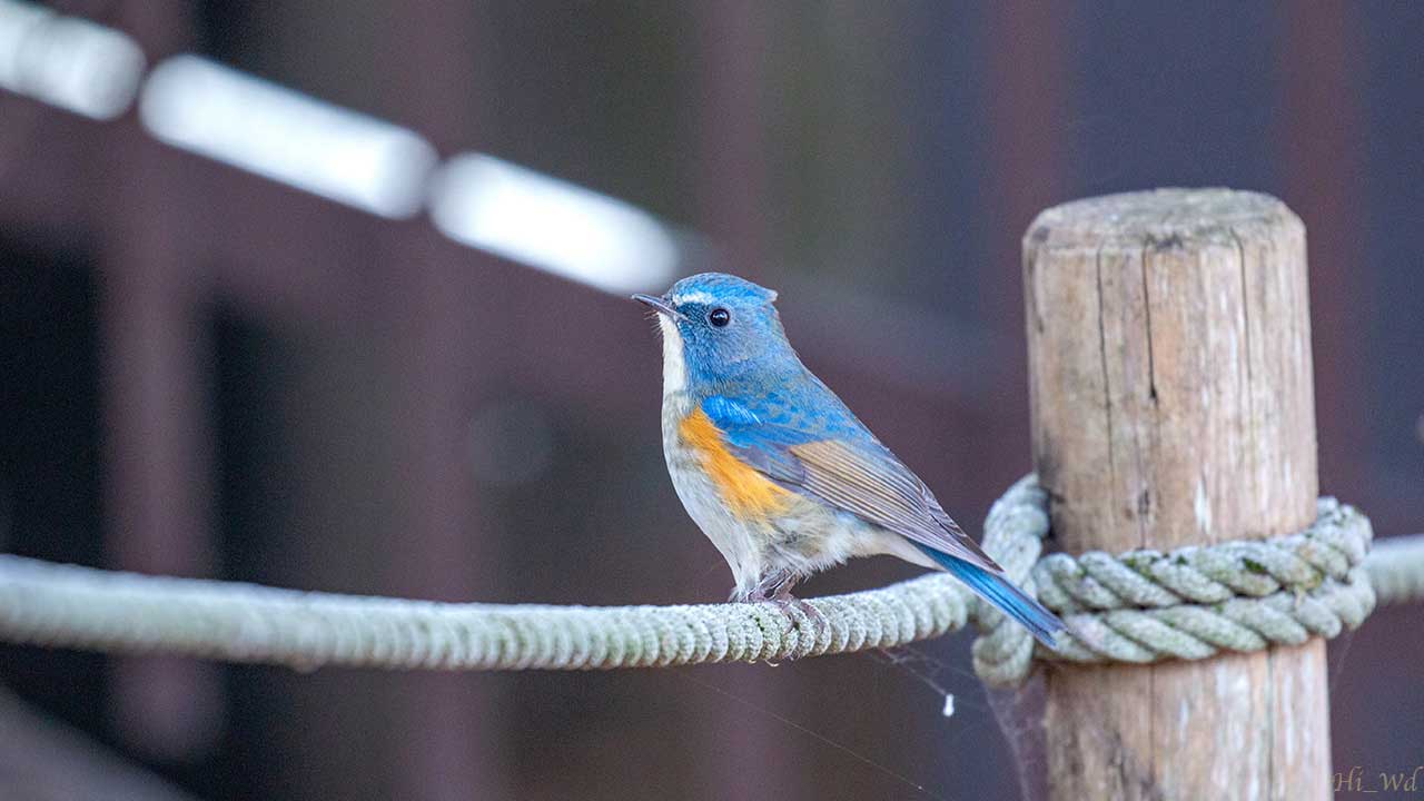 弘法山公園・権現山の野鳥