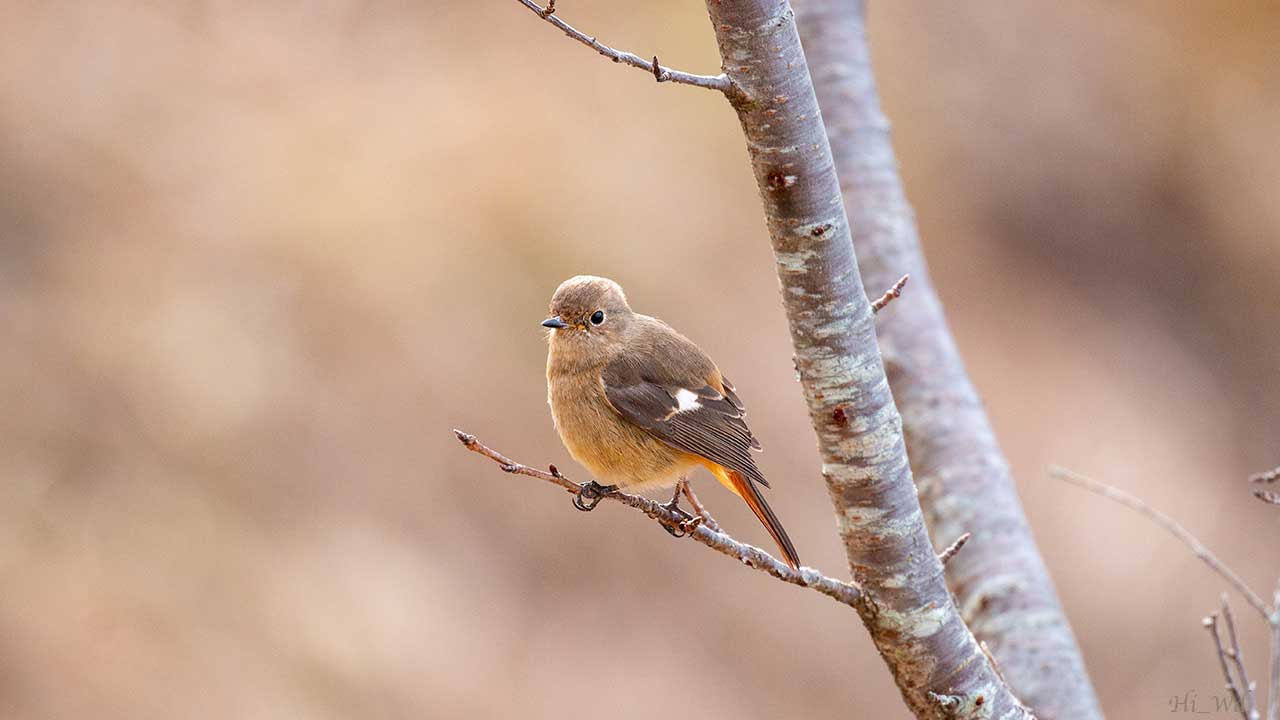 弘法山公園・権現山の野鳥