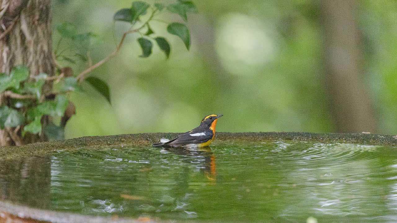 弘法山公園・権現山の野鳥