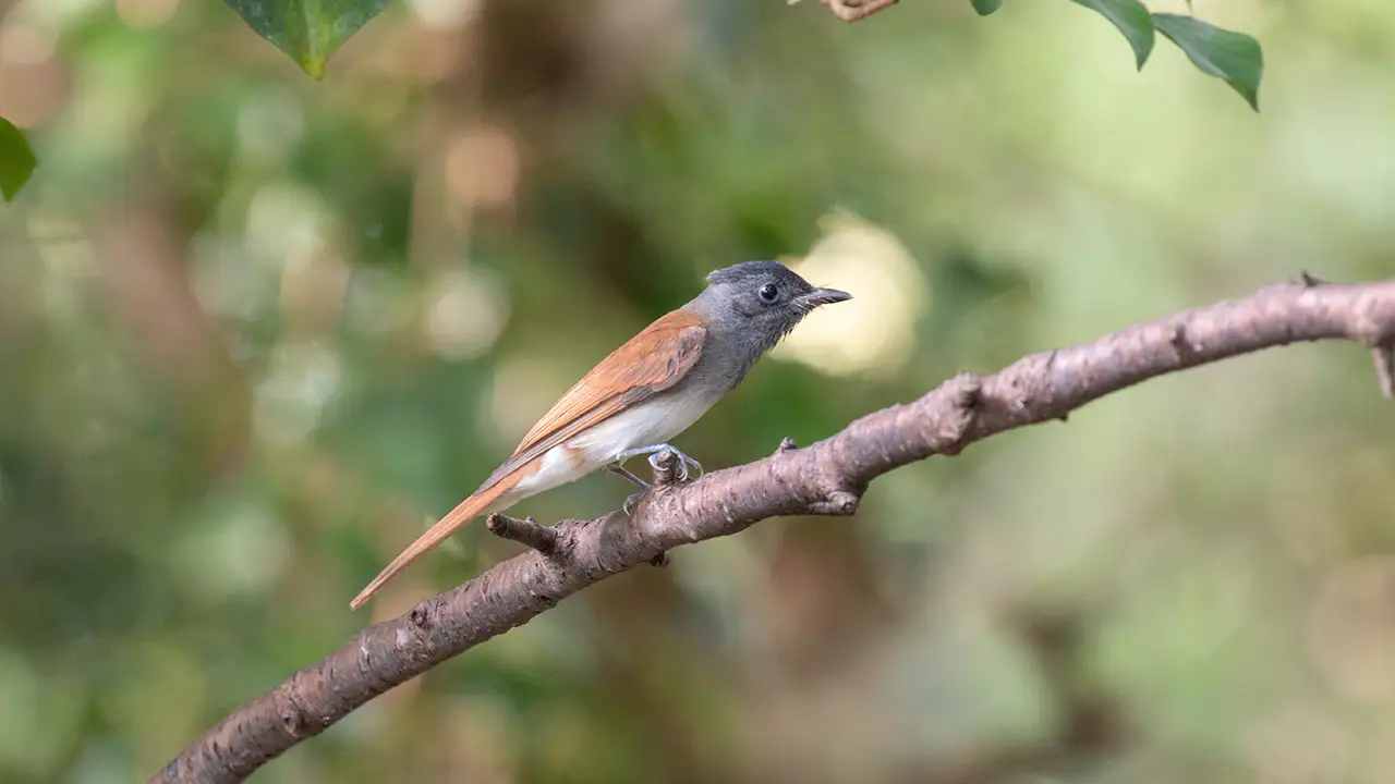 弘法山公園・権現山の野鳥