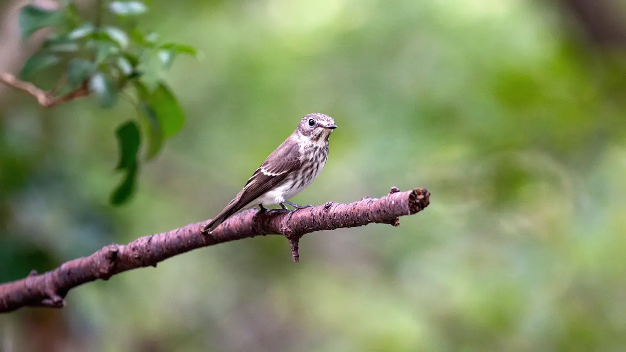 弘法山公園・権現山の野鳥